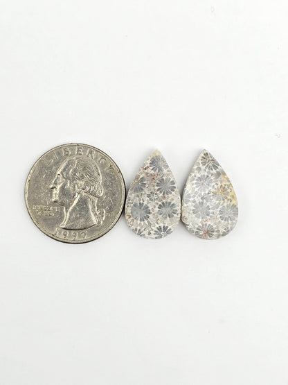 Fossilized Coral Agate Pair