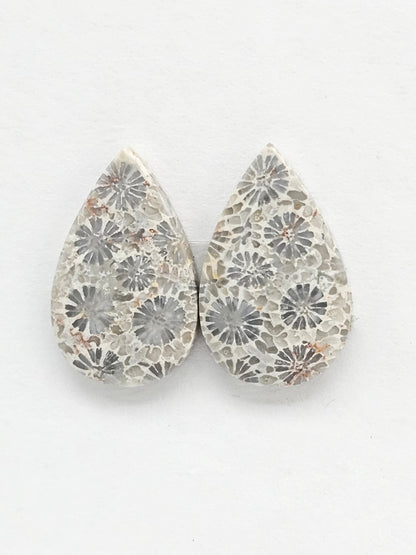 Fossilized Coral Agate Pair