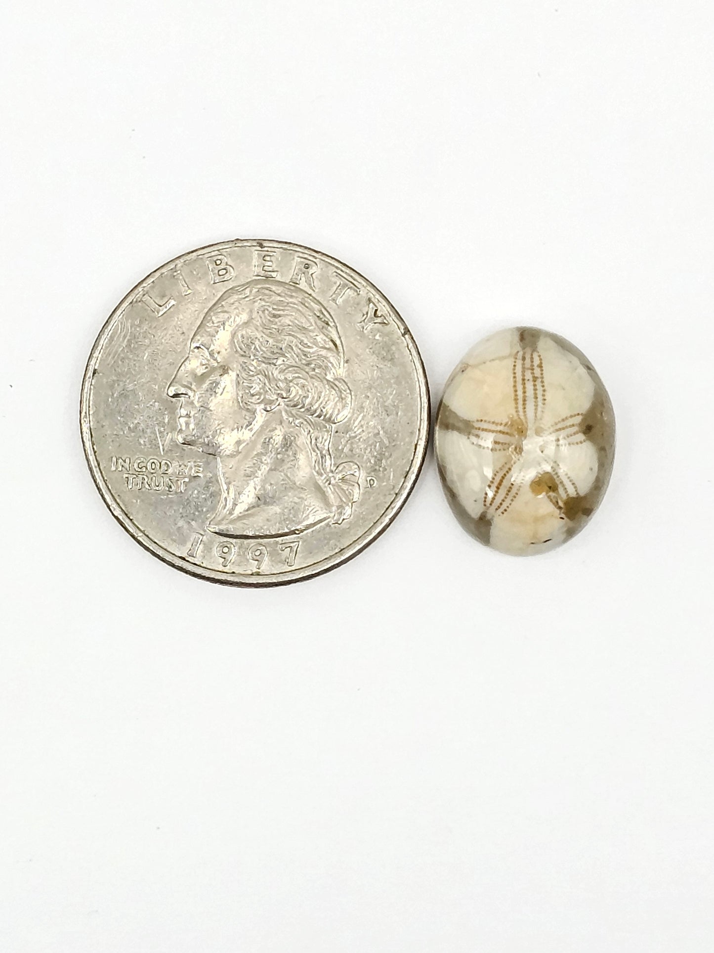 Sand Dollar Fossil