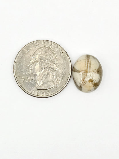 Sand Dollar Fossil