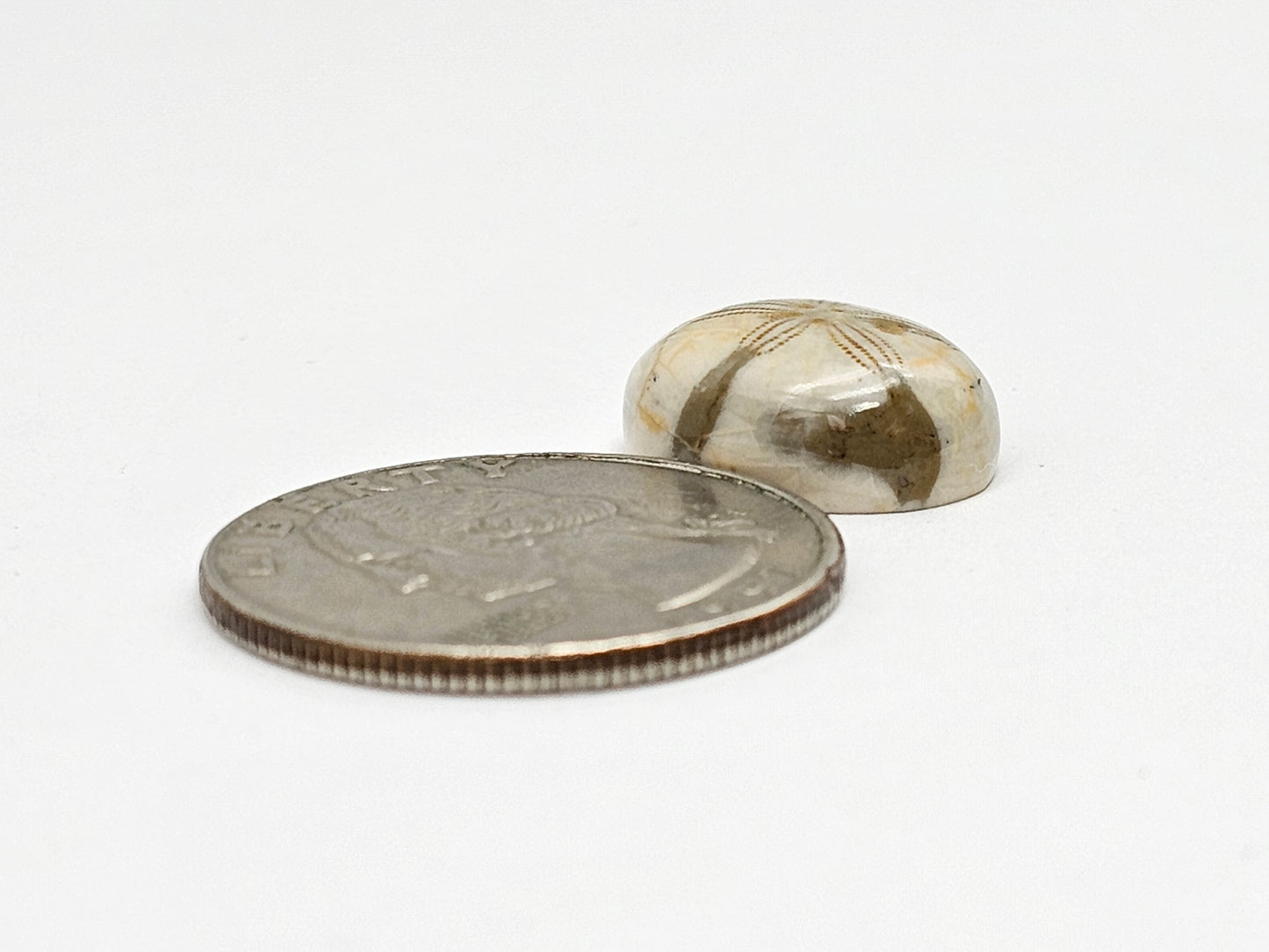 Sand Dollar Fossil