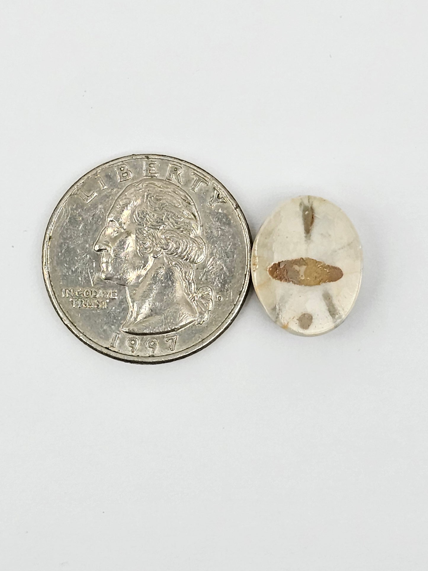 Sand Dollar Fossil