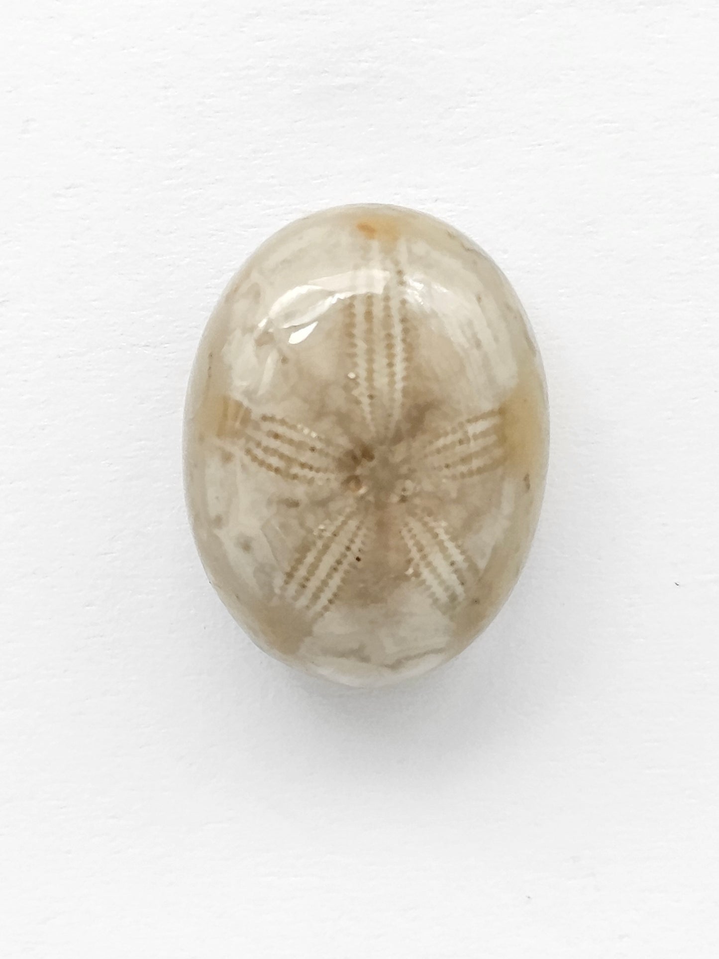 Sand Dollar Fossil