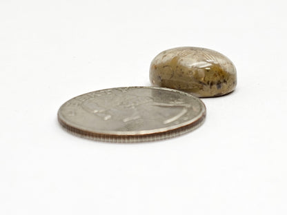Sand Dollar Fossil