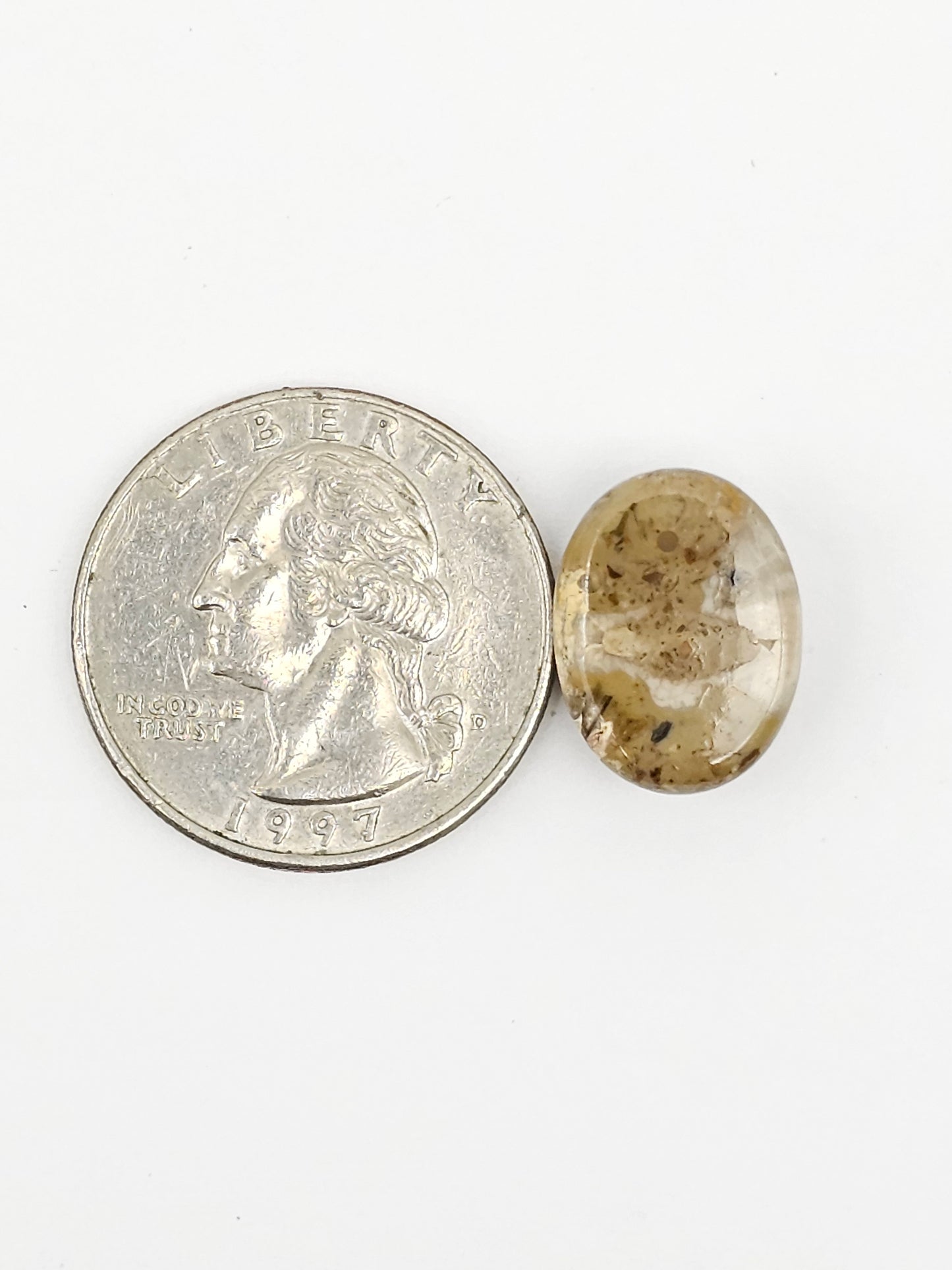 Sand Dollar Fossil