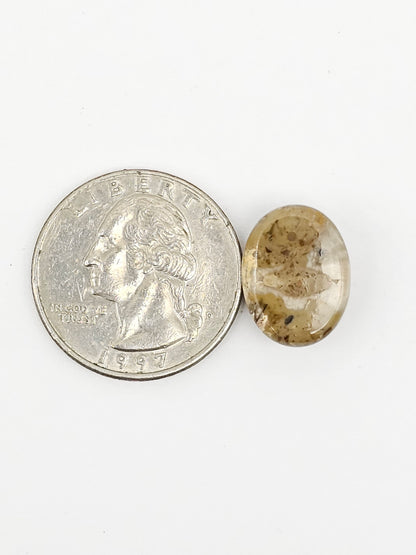 Sand Dollar Fossil