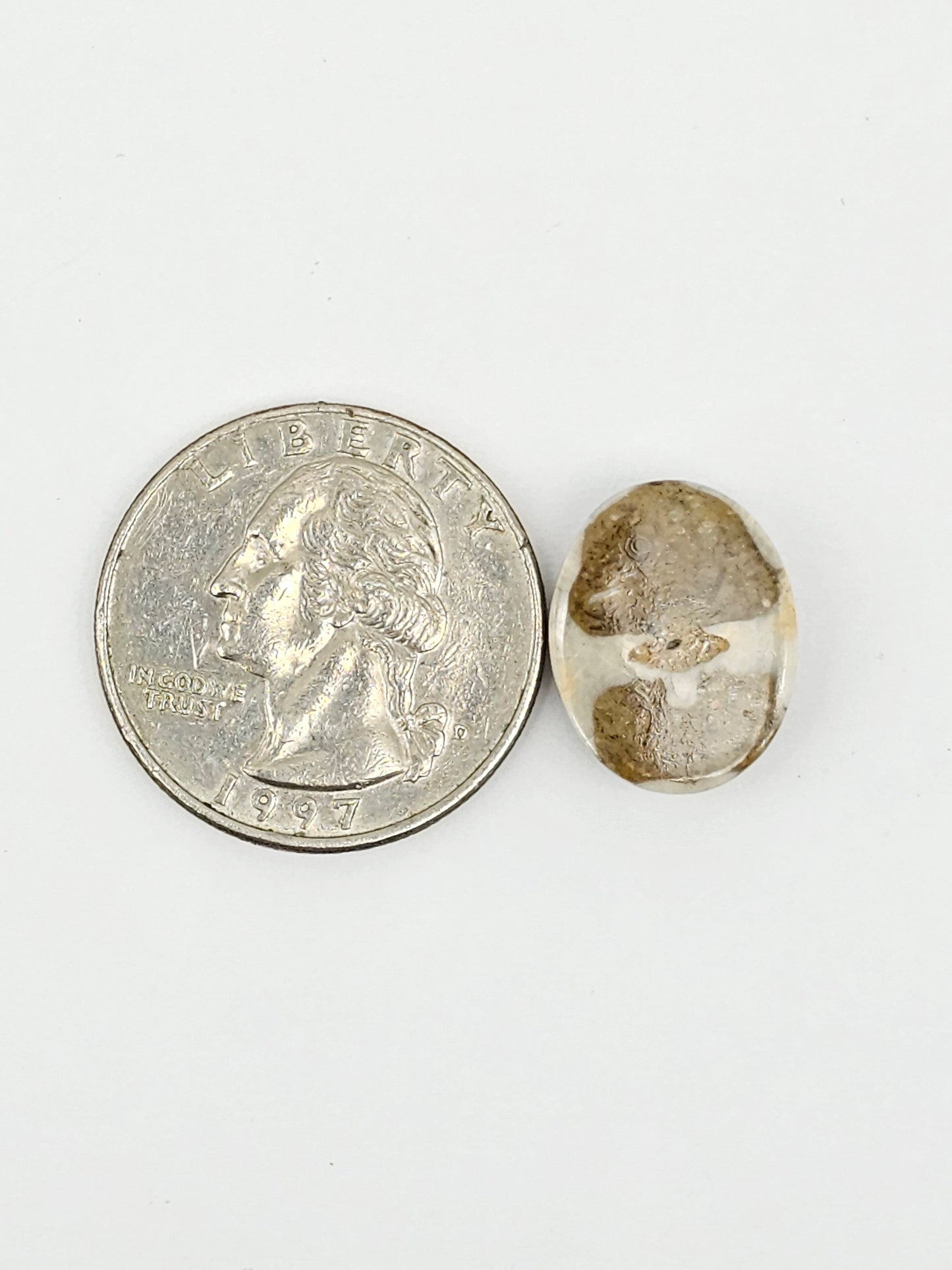Sand Dollar Fossil