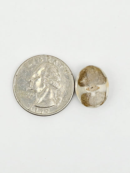 Sand Dollar Fossil