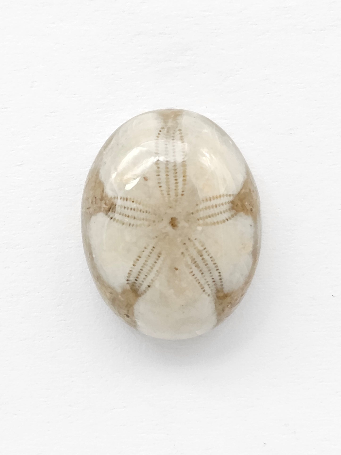 Sand Dollar Fossil