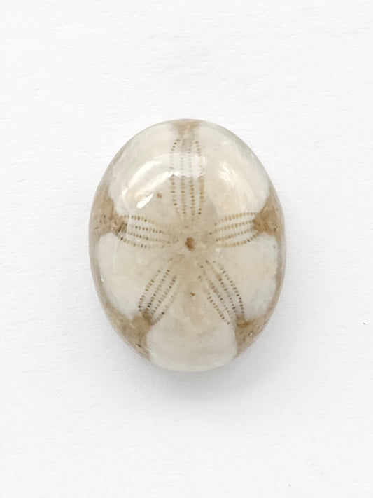 Sand Dollar Fossil