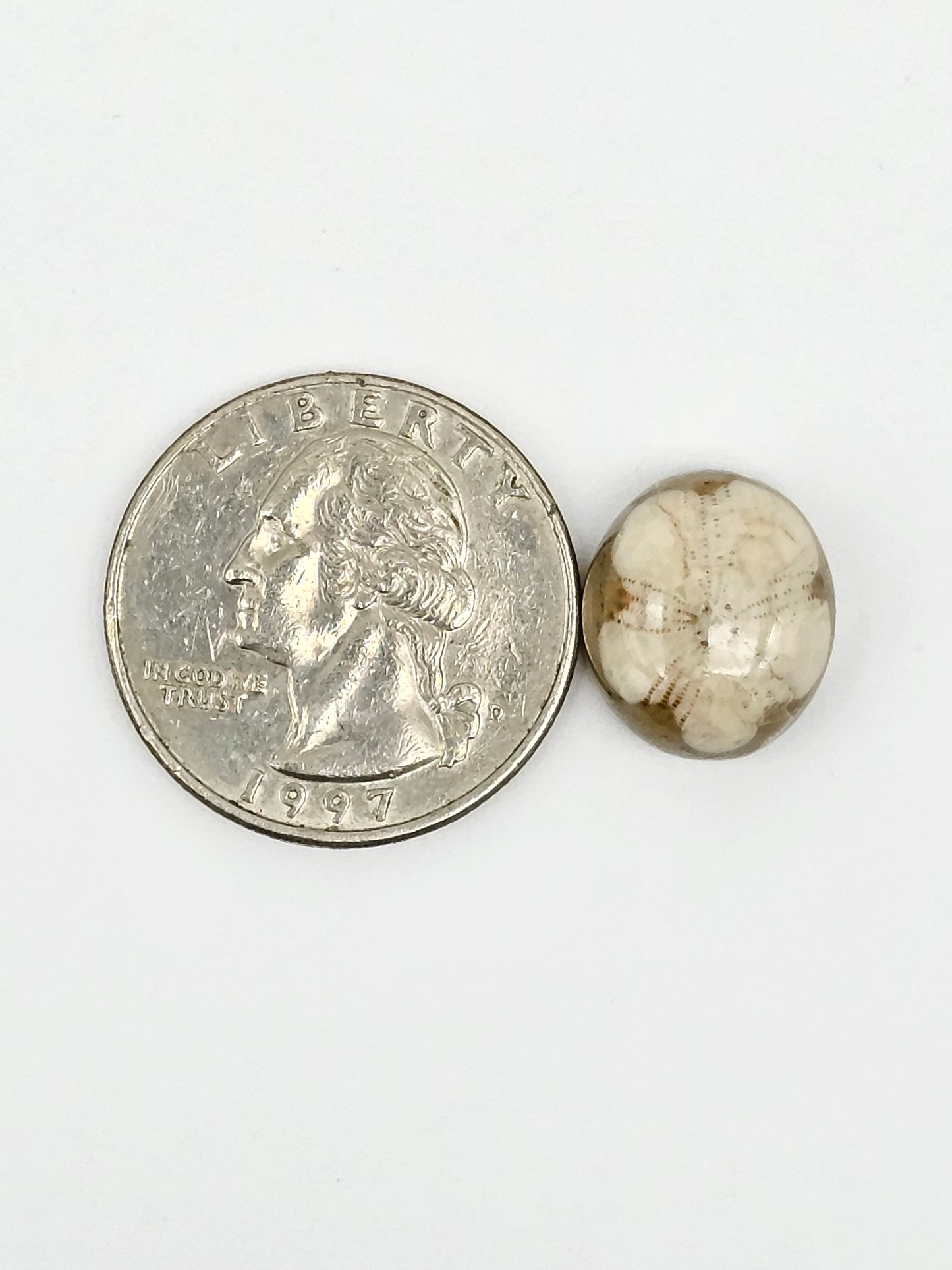 Sand Dollar Fossil