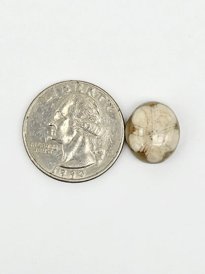 Sand Dollar Fossil