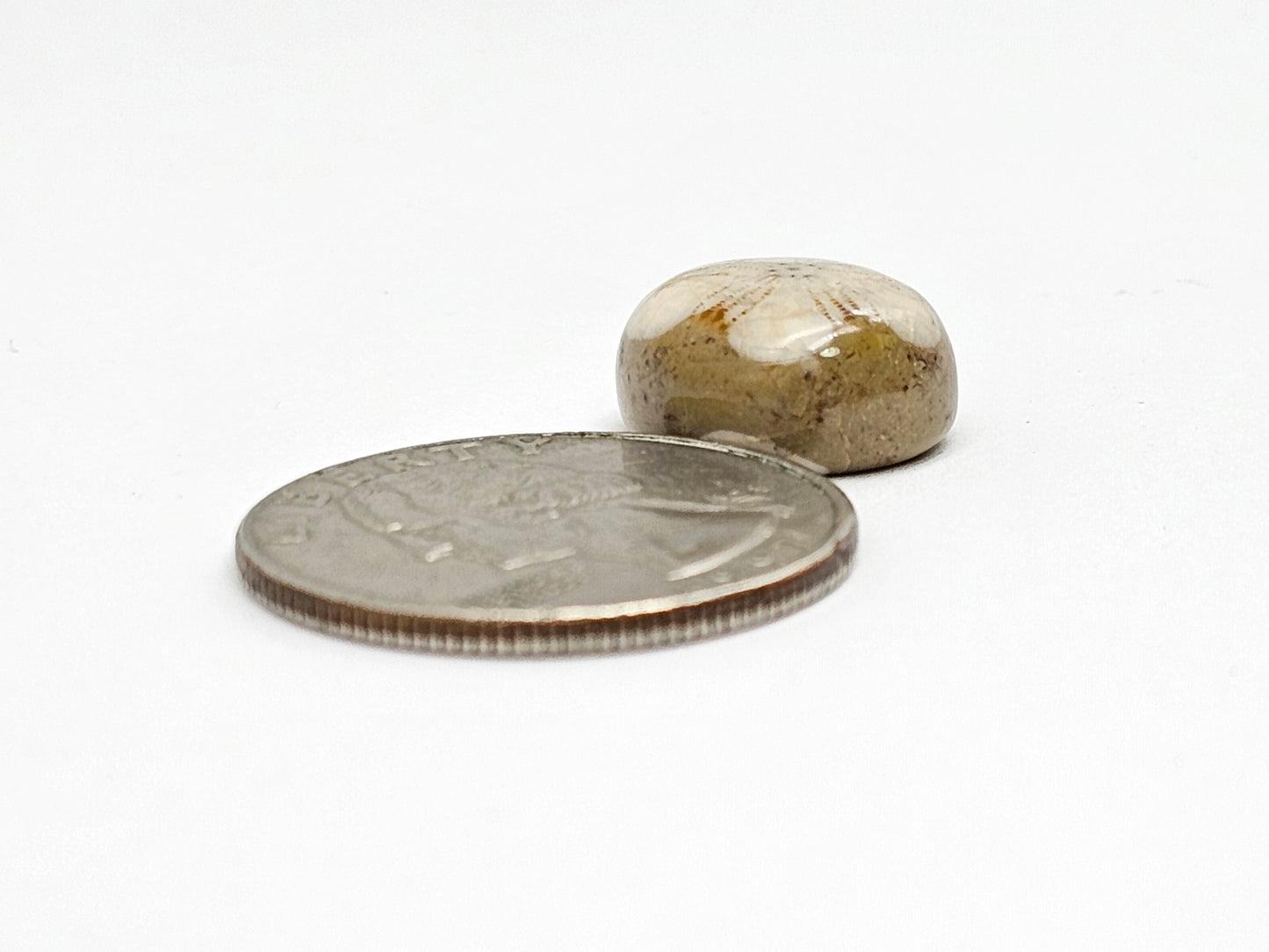 Sand Dollar Fossil