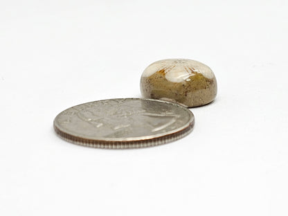 Sand Dollar Fossil