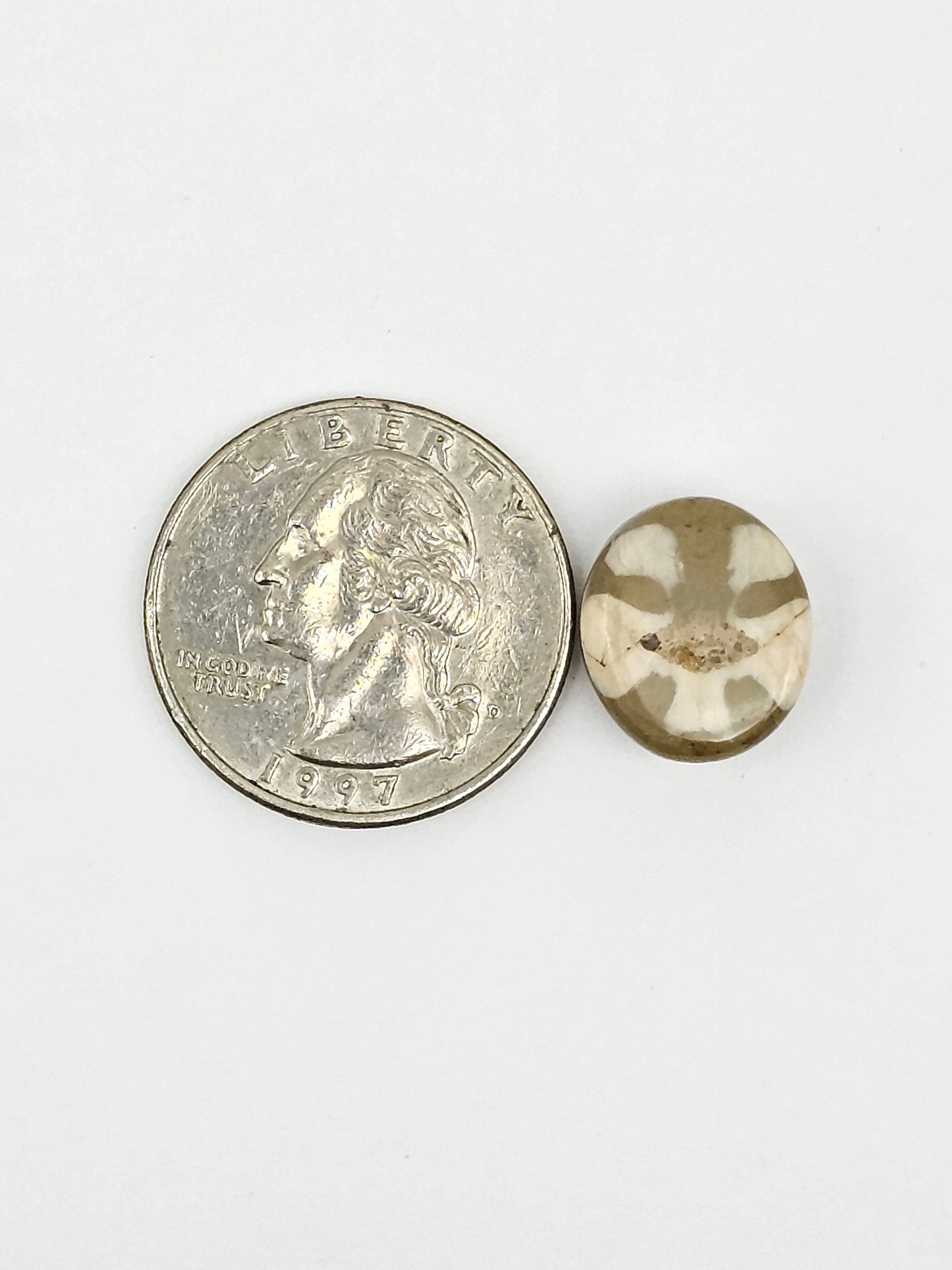 Sand Dollar Fossil