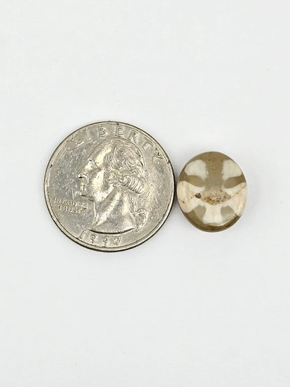 Sand Dollar Fossil