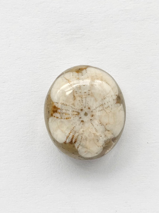 Sand Dollar Fossil