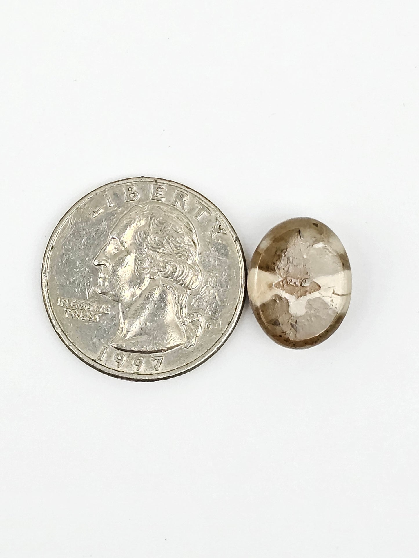 Sand Dollar Fossil