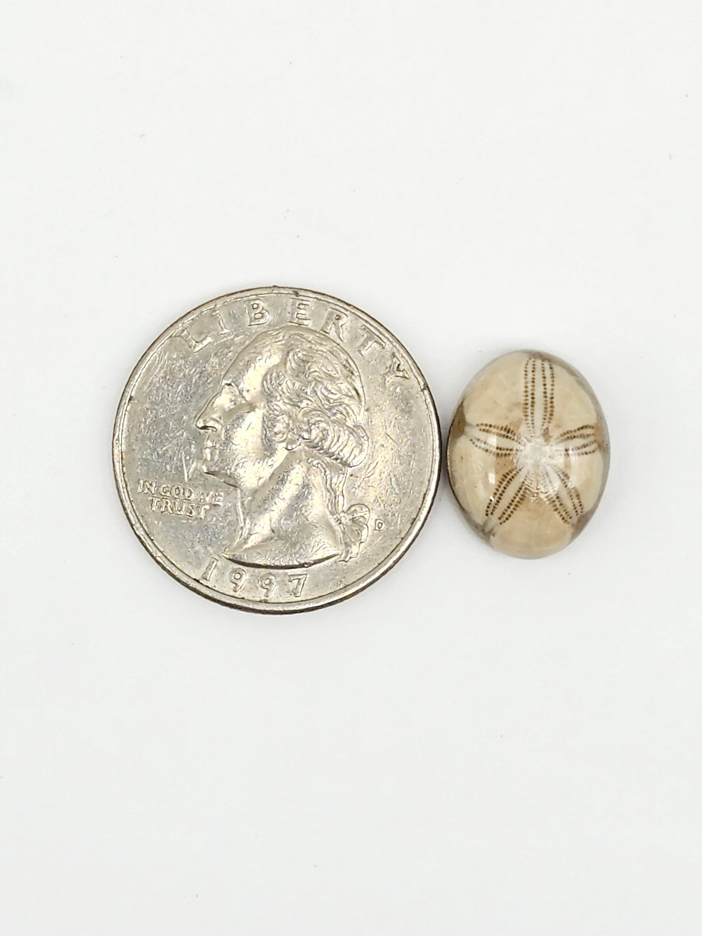 Sand Dollar Fossil