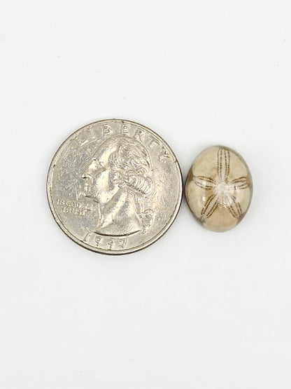 Sand Dollar Fossil