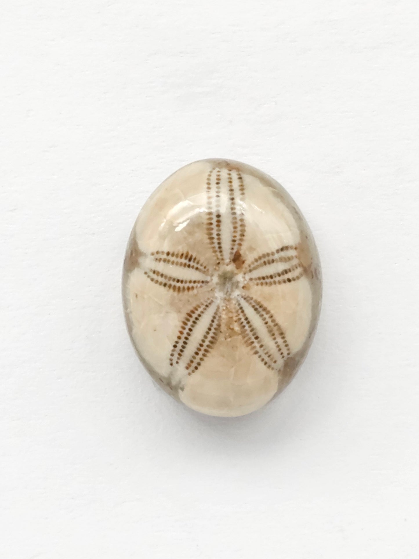 Sand Dollar Fossil