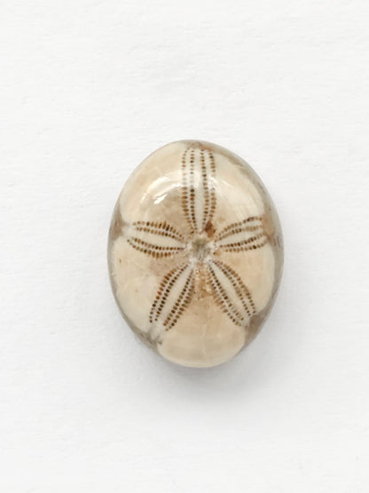 Sand Dollar Fossil
