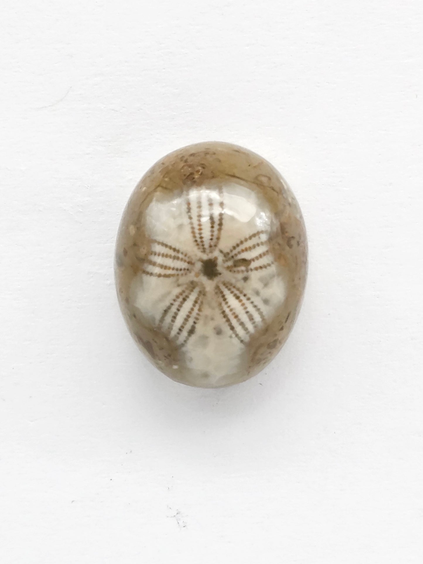 Sand Dollar Fossil