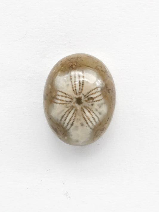Sand Dollar Fossil