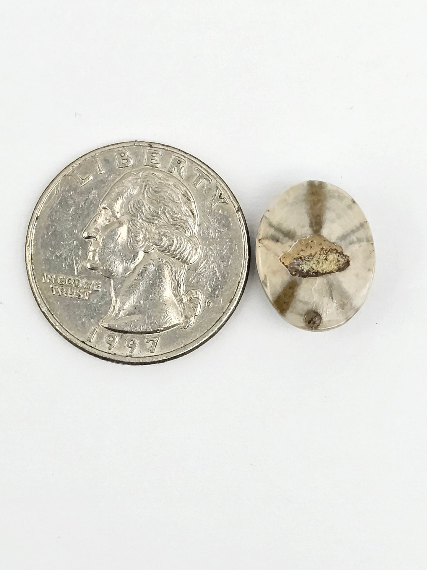 Sand Dollar Fossil
