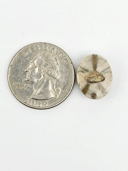 Sand Dollar Fossil