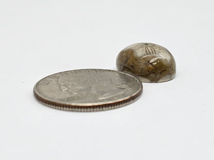Sand Dollar Fossil