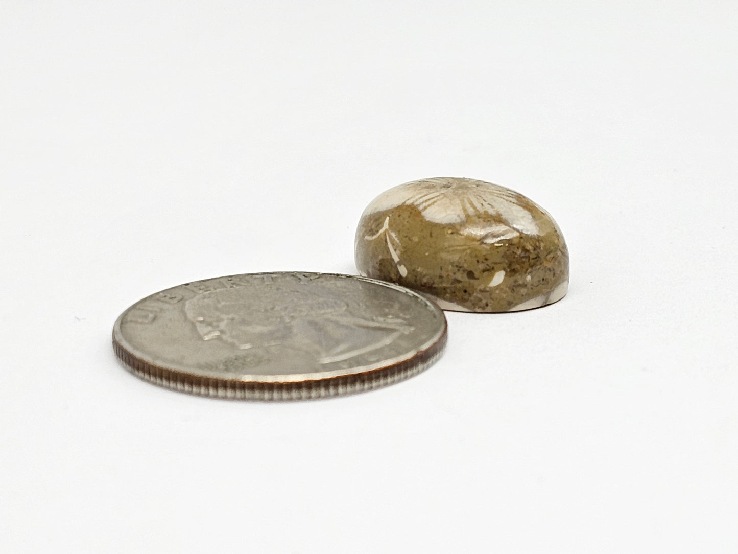 Sand Dollar Fossil