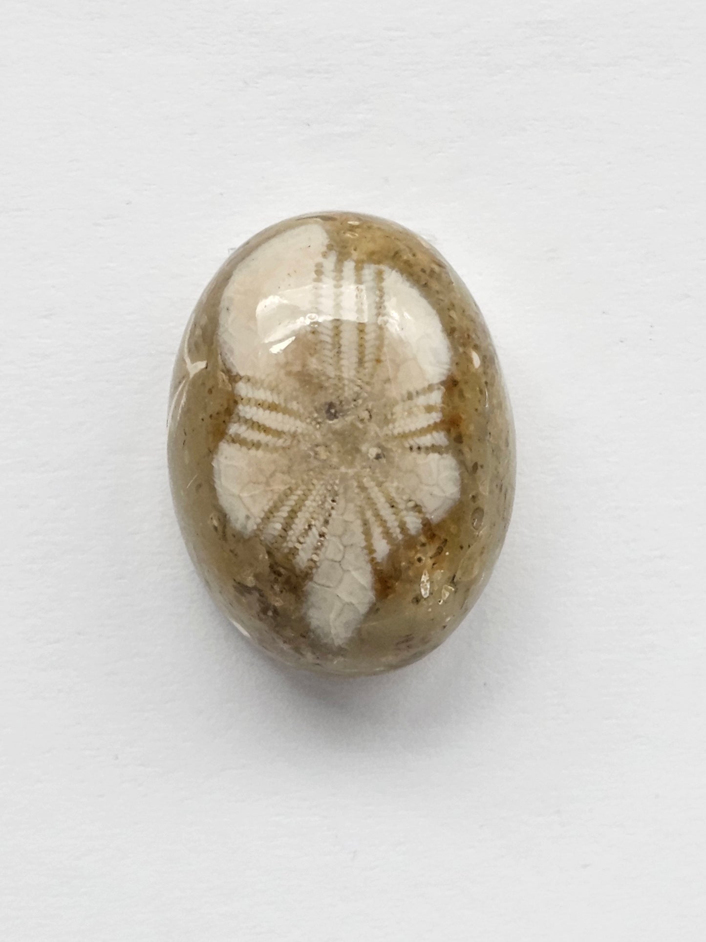 Sand Dollar Fossil