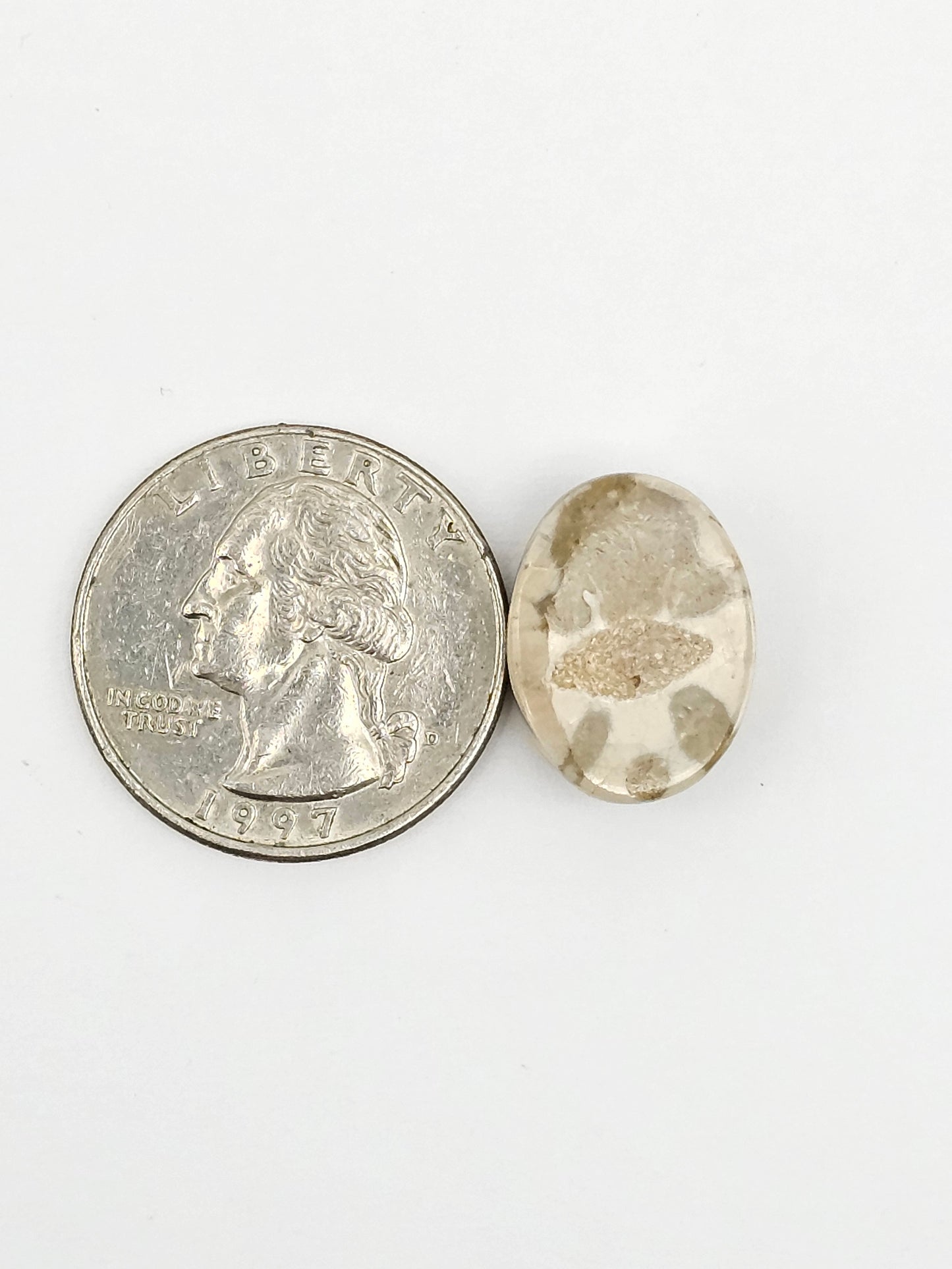 Sand Dollar Fossil