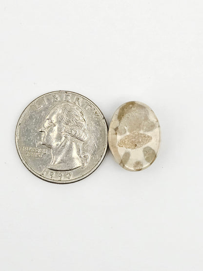Sand Dollar Fossil