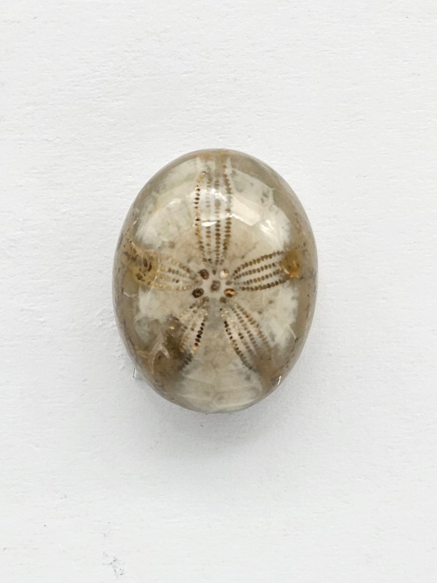 Sand Dollar Fossil