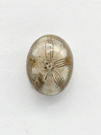 Sand Dollar Fossil