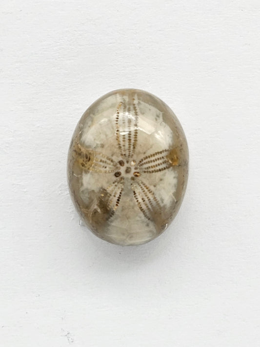 Sand Dollar Fossil