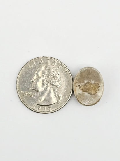 Sand Dollar Fossil