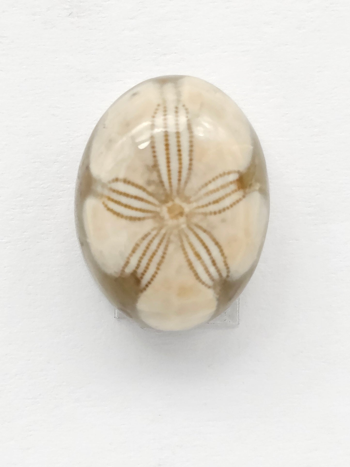 Sand Dollar Fossil