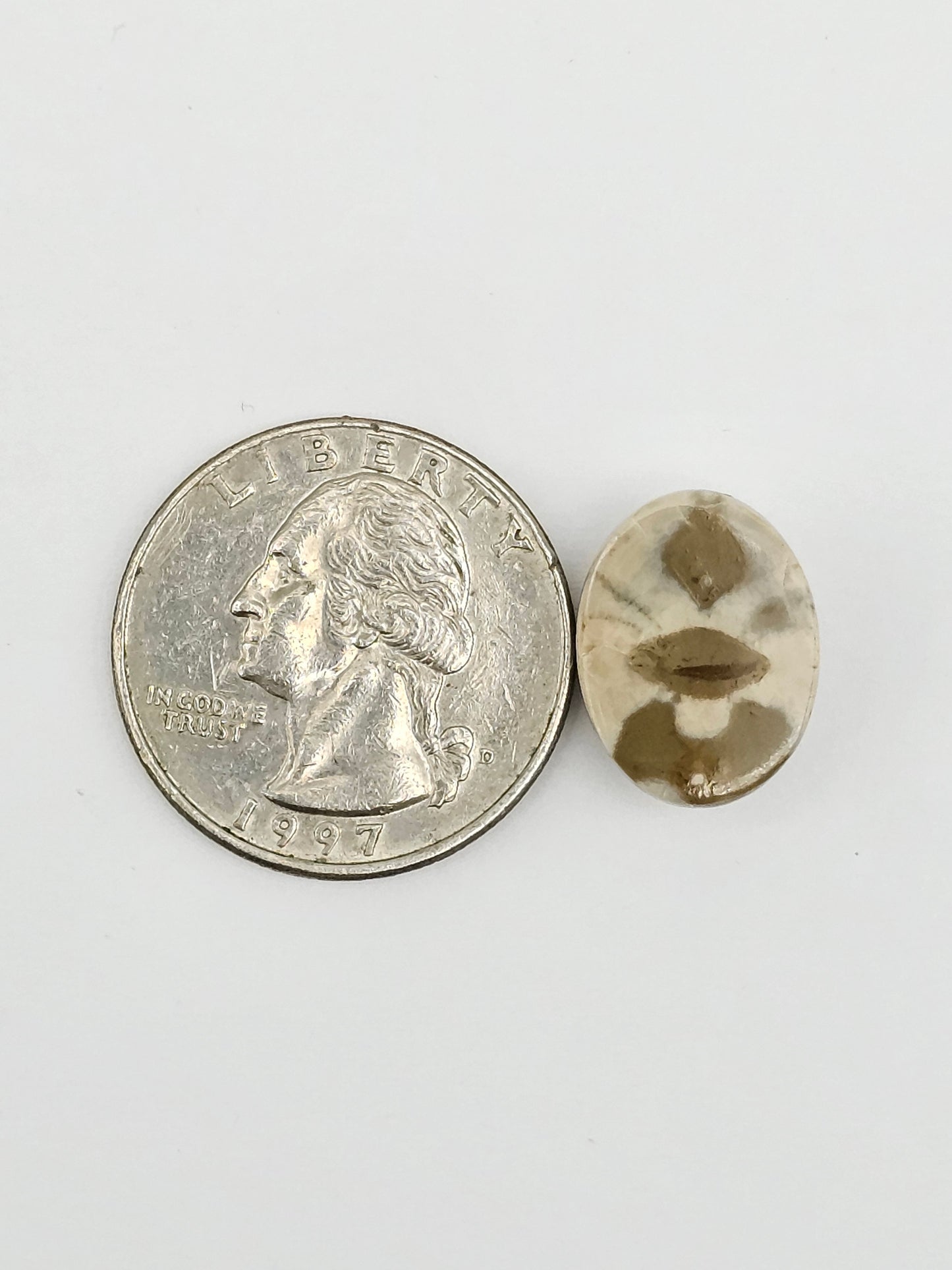 Sand Dollar Fossil
