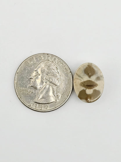 Sand Dollar Fossil