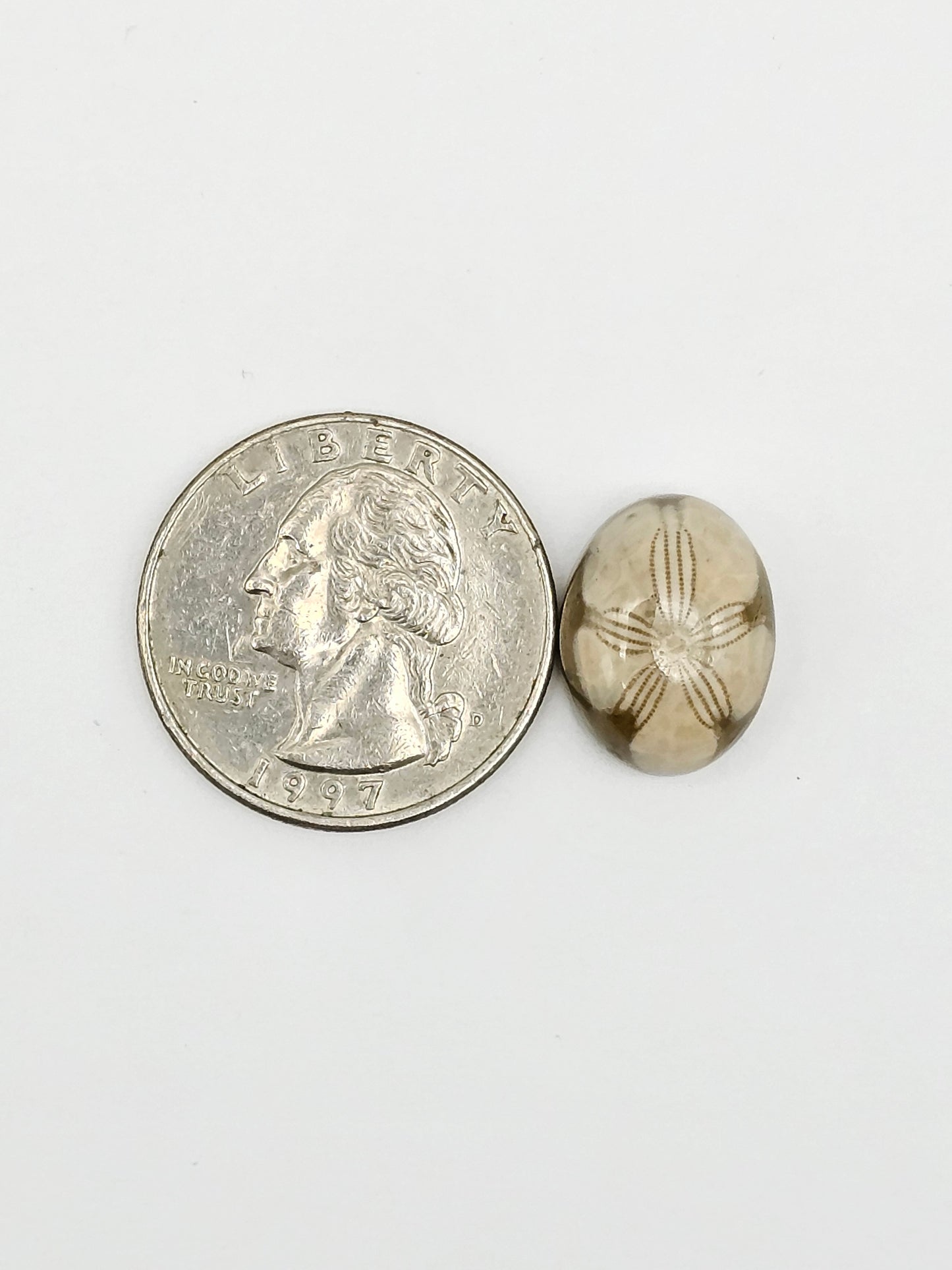 Sand Dollar Fossil