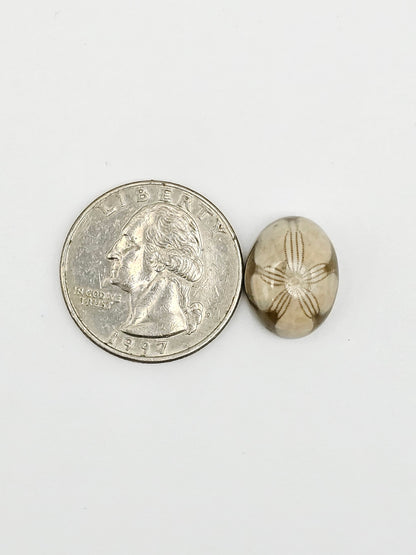 Sand Dollar Fossil