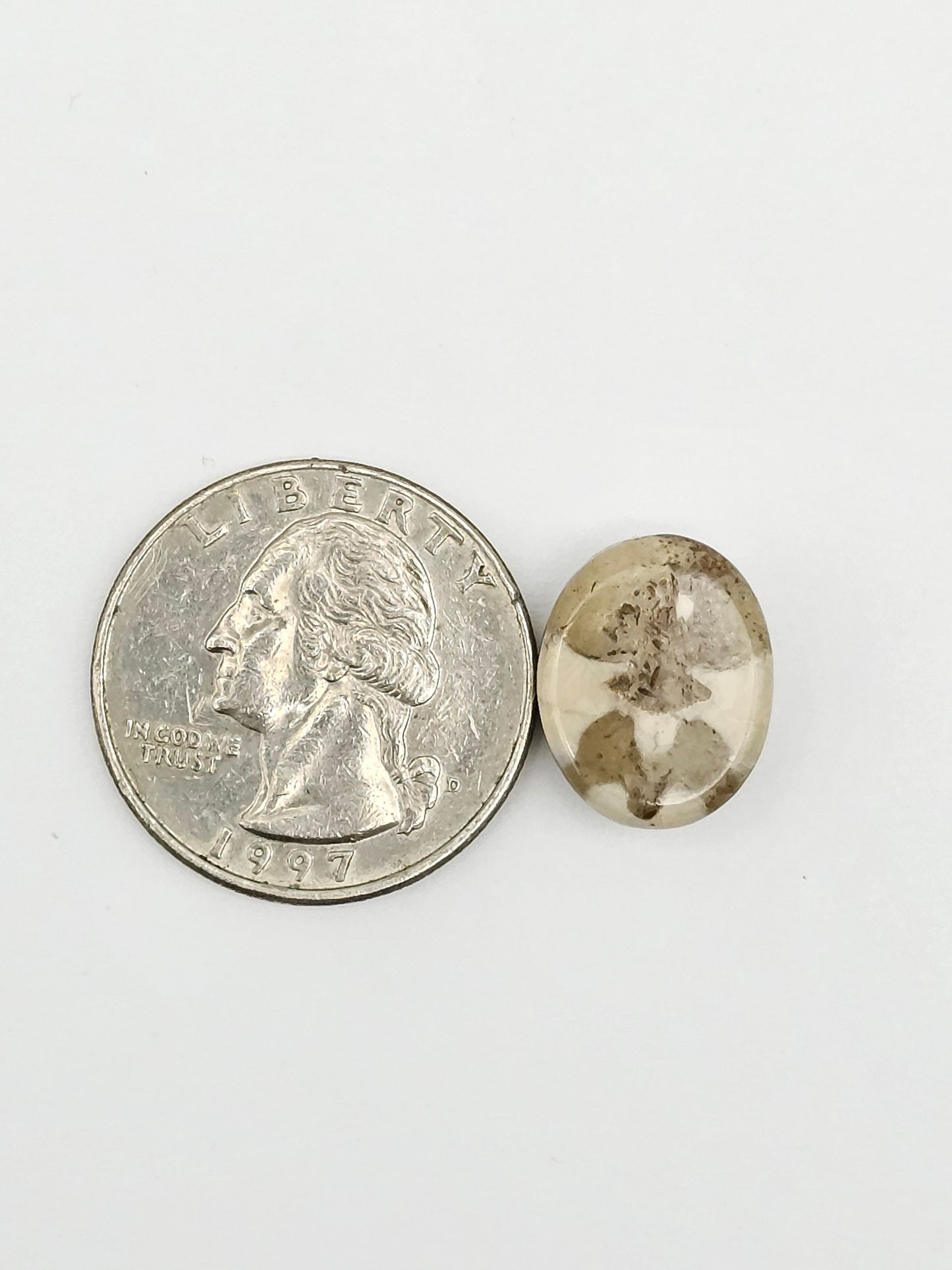 Sand Dollar Fossil