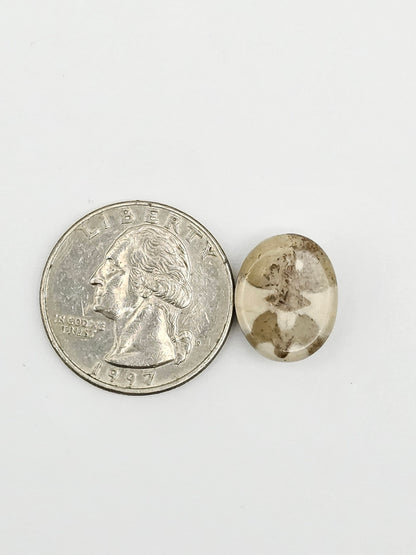 Sand Dollar Fossil