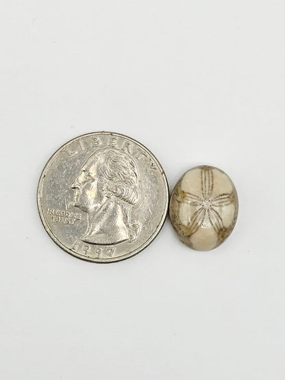Sand Dollar Fossil