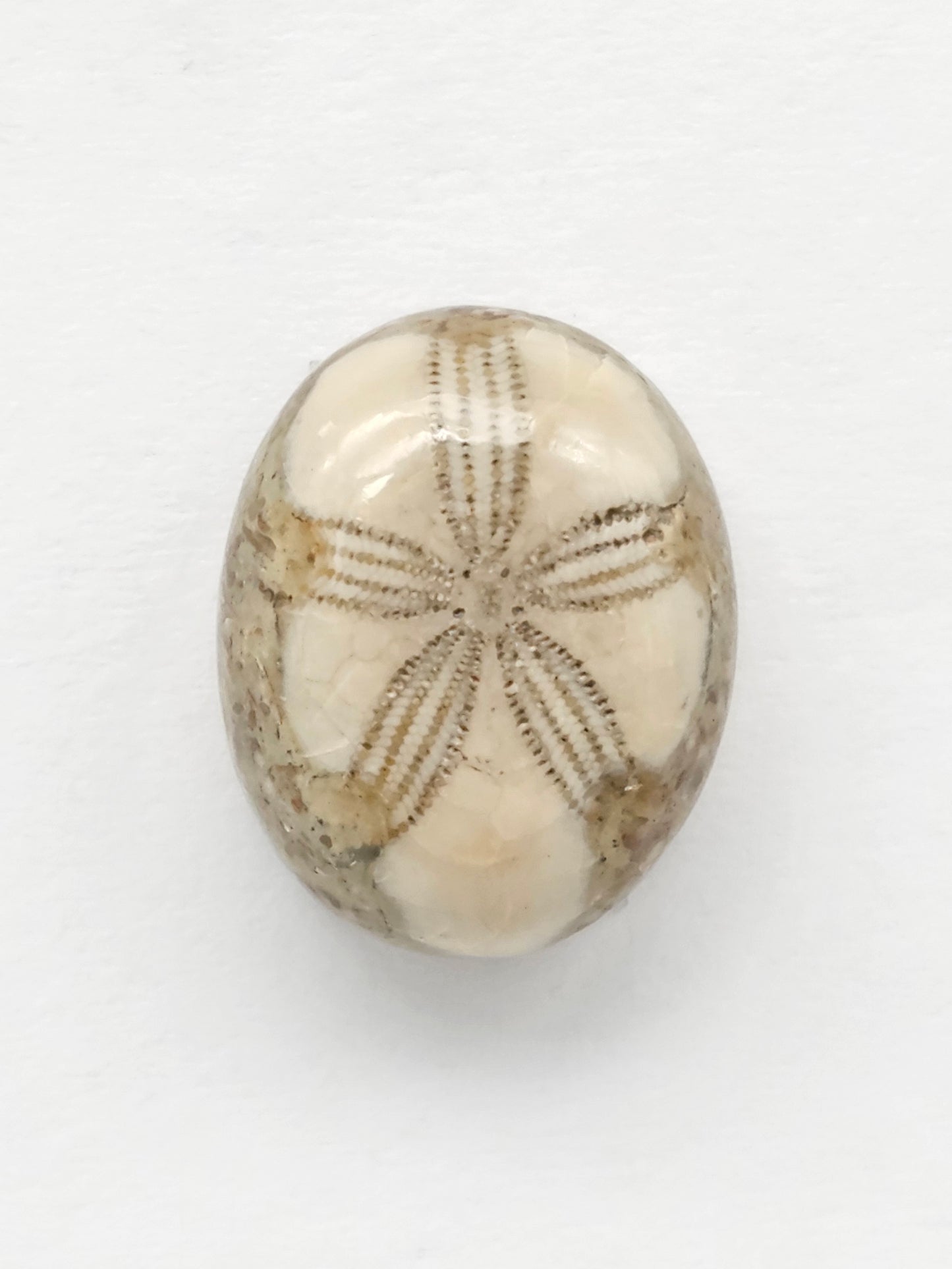 Sand Dollar Fossil