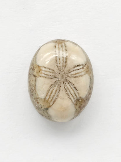 Sand Dollar Fossil