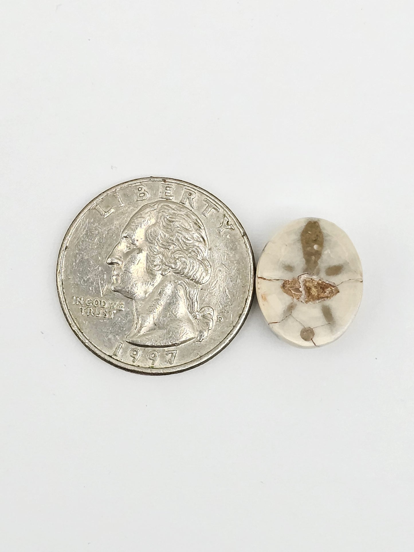 Sand Dollar Fossil